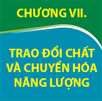 CHƯƠNG VII. TRAO ĐỔI CHẤT VÀ CHUYỂN HÓA NĂNG LƯỢNG
