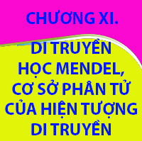 CHƯƠNG XI. DI TRUYỀN HỌC MENDEL, CƠ SỞ PHÂN TỬ CỦA HIỆN TƯỢNG DI TRUYỀN