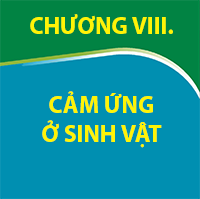 CHƯƠNG VIII. CẢM ỨNG Ở SINH VẬT