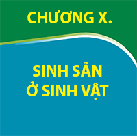 CHƯƠNG X. SINH SẢN Ở SINH VẬT