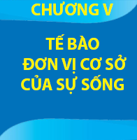 CHƯƠNG V: TẾ BÀO – ĐƠN VỊ CƠ SỞ CỦA SỰ SỐNG